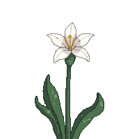 white snapdragon