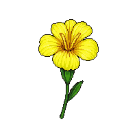 yellow carnation