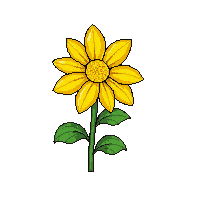 yellow chrysanthemum