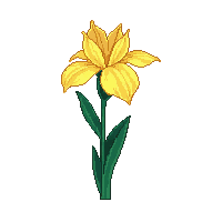 yellow iris