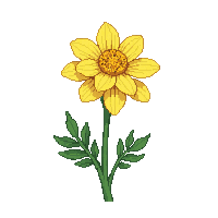 yellow marigold