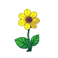 yellow pansy