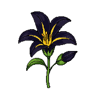 black lily