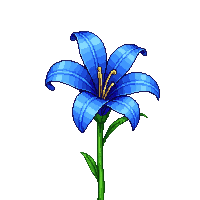 blue lily