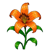orange lily