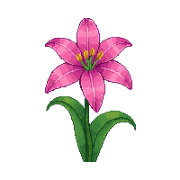 pink lily
