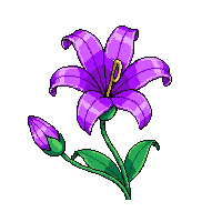 purple lily