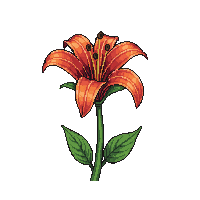 red lily