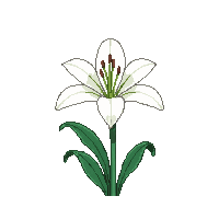 white lily