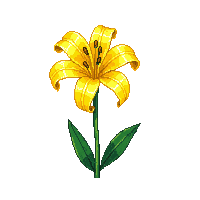 yellow lily