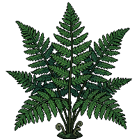 fern flat