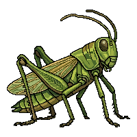 grasshopper flat