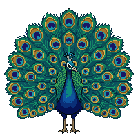 peacock flat