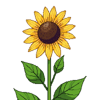 farming sunflower tall yellow bloom