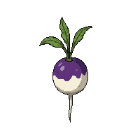 farming turnip crop white purple root