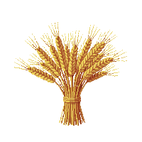 farming wheat crop golden grain bundle