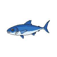 albacore fish