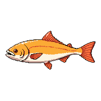 amberjack fish