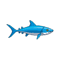 barracuda fish
