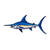 blue marlin fish