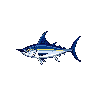bluefin tuna fish