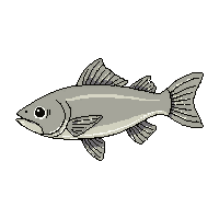 bowfin fish
