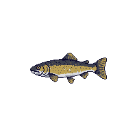 brook trout fish