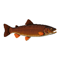 brown trout fish