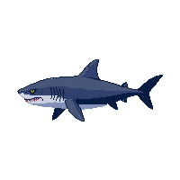bull shark