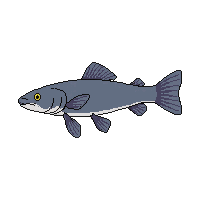 burbot fish