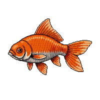 carp fish