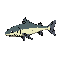 channel catfish