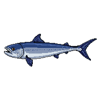 cobia fish