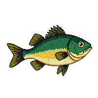 crappie fish