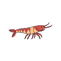 crayfish