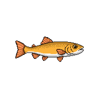 croaker fish