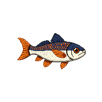 dace fish