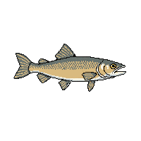 gar fish