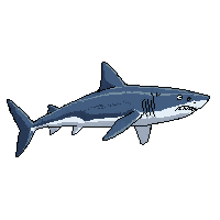 great white shark