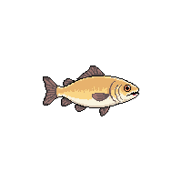 haddock fish