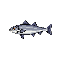 halibut fish