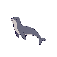 harbor seal