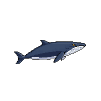 humpback whale