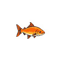 king salmon fish