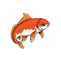 koi fish