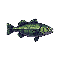 largemouth bass fish