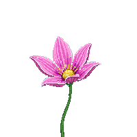 lily pad flower