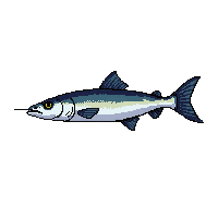 mackerel fish
