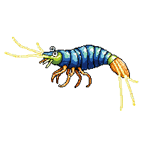mantis shrimp
