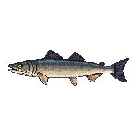 muskellunge fish